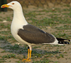juvenile LBBG in October, ringed in Norway. (131273 bytes)