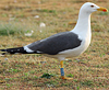 adult graellsii in May, ringed in the Netherlands. (72722 bytes)