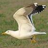 juvenile LBBG in October, ringed in Norway. (131273 bytes)