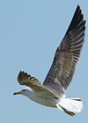 juvenile LBBG in October, ringed in Norway. (131273 bytes)