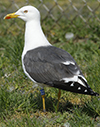ad LBBG in Januari-April, ringed in the Netherlands. (94477 bytes)