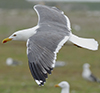 ad LBBG in Januari-April, ringed in the Netherlands. (94477 bytes)