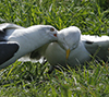 ad LBBG in Januari-April, ringed in the Netherlands. (94477 bytes)