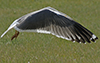 ad LBBG in Januari-April, ringed in the Netherlands. (94477 bytes)