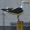 ad LBBG in Januari-April, ringed in the Netherlands. (94477 bytes)