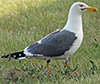 ad LBBG in Januari-April, ringed in the Netherlands. (94477 bytes)