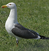 ad LBBG in Januari-April, ringed in the Netherlands. (94477 bytes)