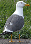 juvenile LBBG in October, ringed in Norway. (131273 bytes)