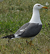 ad LBBG in Januari-April, ringed in the Netherlands. (94477 bytes)