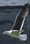 ad LBBG in Januari-April, ringed in the Netherlands. (94477 bytes)