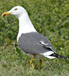 ad LBBG in Januari-April, ringed in the Netherlands. (94477 bytes)