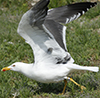 ad LBBG in Januari-April, ringed in the Netherlands. (94477 bytes)