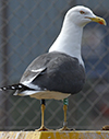 ad LBBG in Januari-April, ringed in the Netherlands. (94477 bytes)