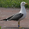 ad LBBG in Januari-April, ringed in the Netherlands. (94477 bytes)