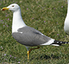 ad LBBG in Januari-April, ringed in the Netherlands. (94477 bytes)