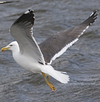 ad LBBG in Januari-April, ringed in the Netherlands. (60928 bytes)
