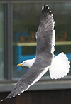 ad LBBG in Januari-April, ringed in the Netherlands. (60928 bytes)
