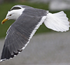 ad LBBG in Januari-April, ringed in the Netherlands. (60928 bytes)