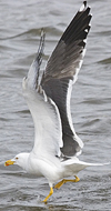 ad LBBG in Januari-April, ringed in the Netherlands. (60928 bytes)