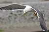 ad LBBG in Januari-April, ringed in the Netherlands. (60928 bytes)