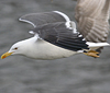 ad LBBG in Januari-April, ringed in the Netherlands. (60928 bytes)