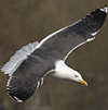 ad LBBG in Januari-April, ringed in the Netherlands. (60928 bytes)
