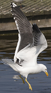 ad LBBG in Januari-April, ringed in the Netherlands. (60928 bytes)