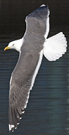 ad LBBG in Januari-April, ringed in the Netherlands. (60928 bytes)