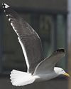 ad LBBG in Januari-April, ringed in the Netherlands. (60928 bytes)