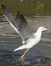 ad LBBG in Januari-April, ringed in the Netherlands. (60928 bytes)