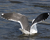 ad LBBG in Januari-April, ringed in the Netherlands. (60928 bytes)