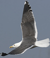 ad LBBG in Januari-April, ringed in the Netherlands. (60928 bytes)