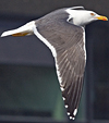 ad LBBG in Januari-April, ringed in the Netherlands. (60928 bytes)