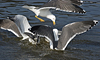 ad LBBG in Januari-April, ringed in the Netherlands. (60928 bytes)
