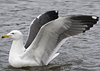 ad LBBG in Januari-April, ringed in the Netherlands. (60928 bytes)