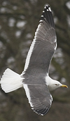 ad LBBG in Januari-April, ringed in the Netherlands. (60928 bytes)