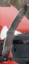 ad LBBG in Januari-April, ringed in the Netherlands. (60928 bytes)