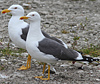 adult graellsii in May, ringed in the Netherlands. (83502 bytes)