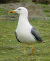 ad LBBG in Januari-April, ringed in the Netherlands. (70384 bytes)