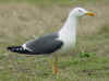 ad LBBG in Januari-April, ringed in the Netherlands. (65049 bytes)