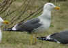 ad LBBG in Januari-April, ringed in the Netherlands. (77664 bytes)
