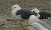 ad LBBG in Januari-April, ringed in the Netherlands. (67981 bytes)