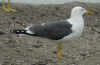 ad LBBG in Januari-April, ringed in the Netherlands. (79709 bytes)