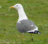 ad LBBG in Januari-April, ringed in the Netherlands. (76807 bytes)