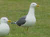 ad LBBG in Januari-April, ringed in the Netherlands. (56285 bytes)
