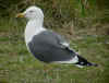 ad LBBG in Januari-April, ringed in the Netherlands.