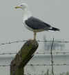ad LBBG in Januari-April, ringed in the U.K.