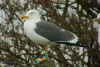 ad LBBG in Januari-April, ringed in the Netherlands.
