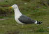 ad LBBG in Januari-April, ringed in the Netherlands.