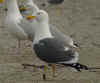 ad LBBG in Januari-April, ringed in the Netherlands.
